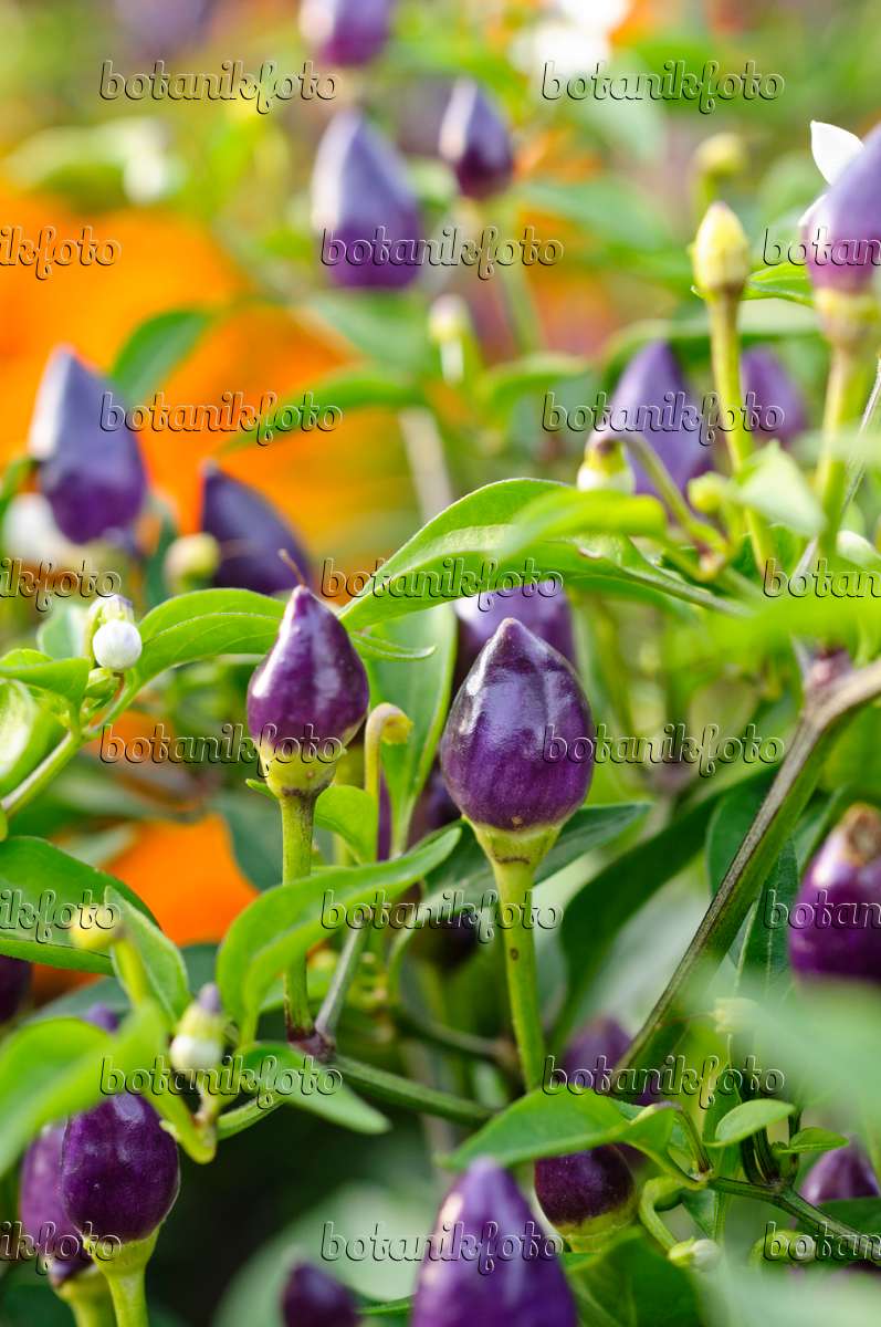 Bild Chili (Capsicum) - 475207 - Bilder von Pflanzen und Gärten ...