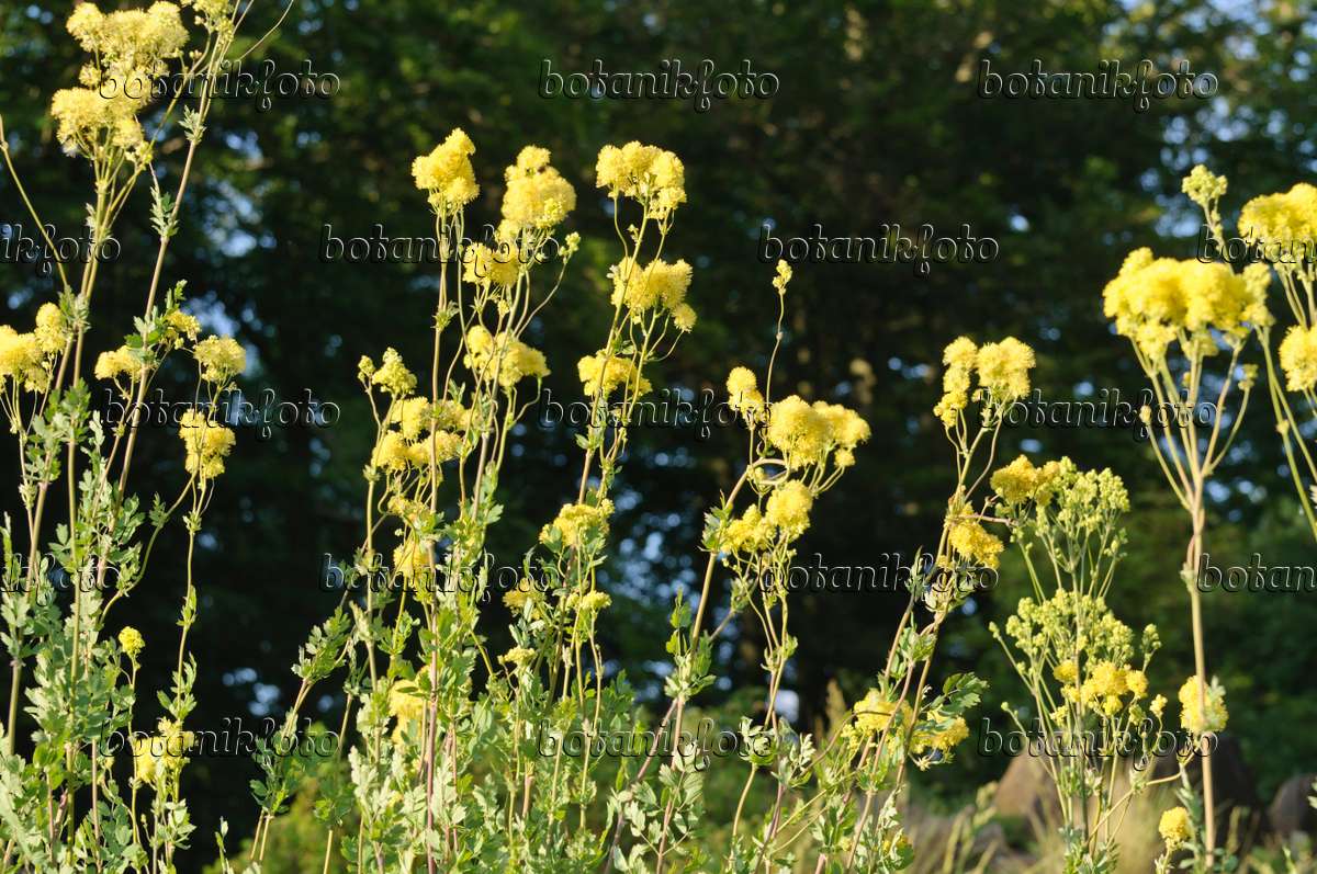 485144 - Gelbe Wiesenraute (Thalictrum flavum subsp. glaucum syn. Thalictrum speciosissimum)