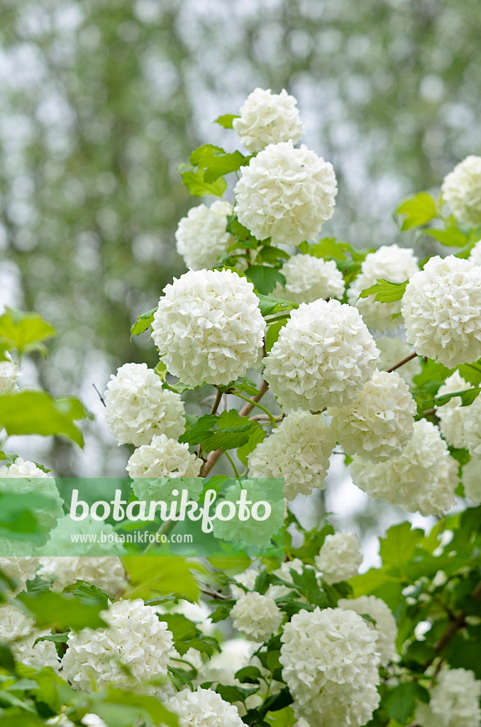 Bild Gewöhnlicher Schneeball (Viburnum opulus) 520282 Bilder von