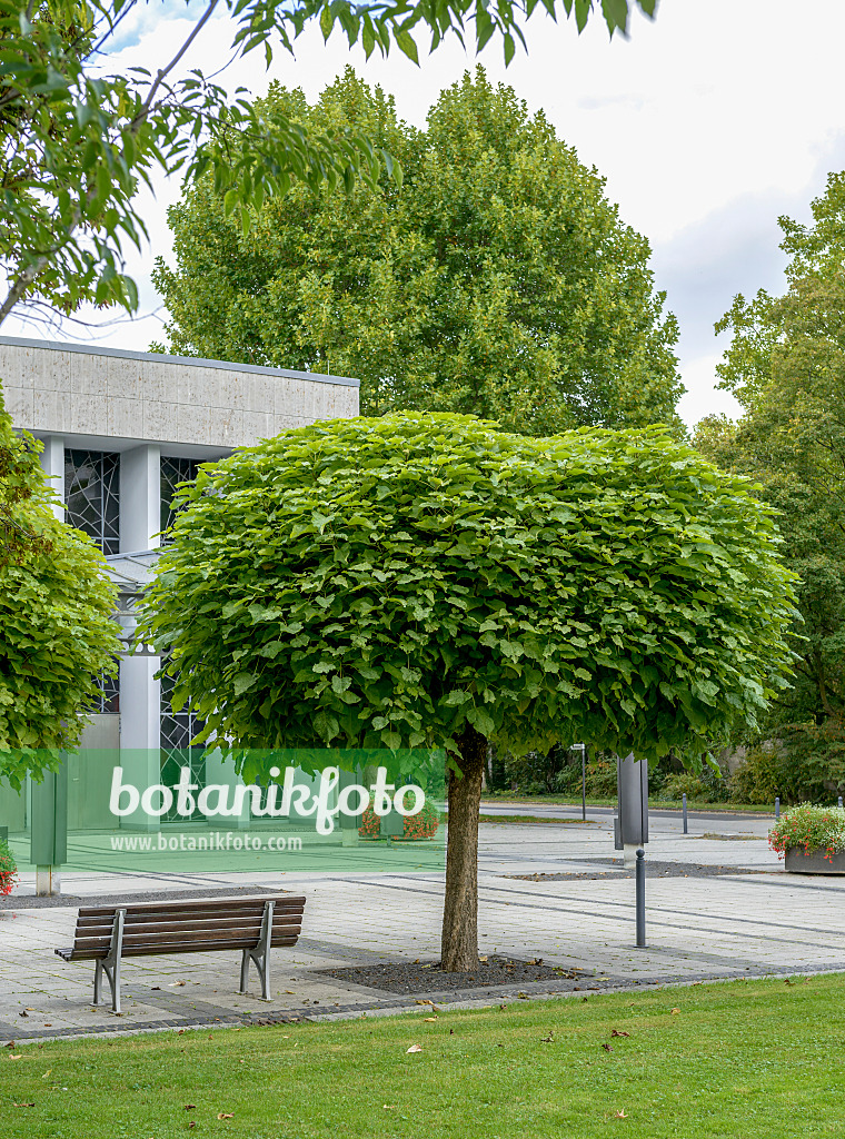 bild foto gewoehnlicher trompetenbaum catalpa bignonioides 575044