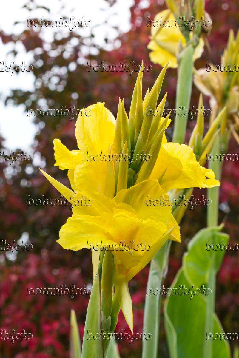 Bild Indisches Blumenrohr (Canna indica 'Goldkrone') - 549179 - Bilder von  Pflanzen und Gärten - botanikfoto