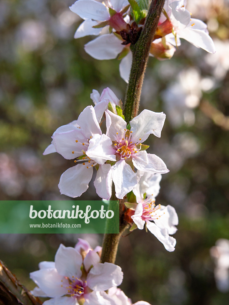 447036 - Japanische Kirschmandel (Prunus tomentosa)