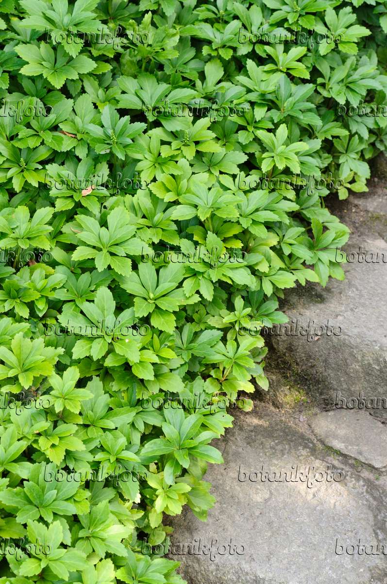 Bild Japanischer Ysander (Pachysandra terminalis) - 486222 - Bilder von  Pflanzen und Gärten - botanikfoto