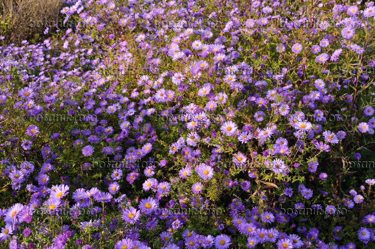 Bild Kissenaster Pflanzen Bilder - (Aster - Blue\') in Gärten - von botanikfoto 489033 und \'Lady dumosus