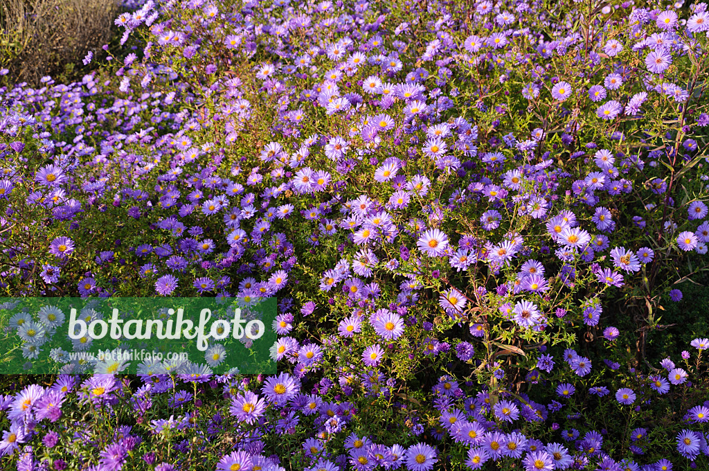 in - Bild 489033 botanikfoto dumosus Gärten von Bilder Pflanzen Kissenaster - (Aster \'Lady Blue\') und -