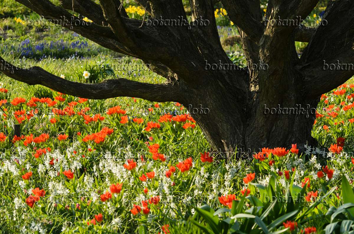 495200 - Nickender Milchstern (Ornithogalum nutans) und Tulpen (Tulipa)