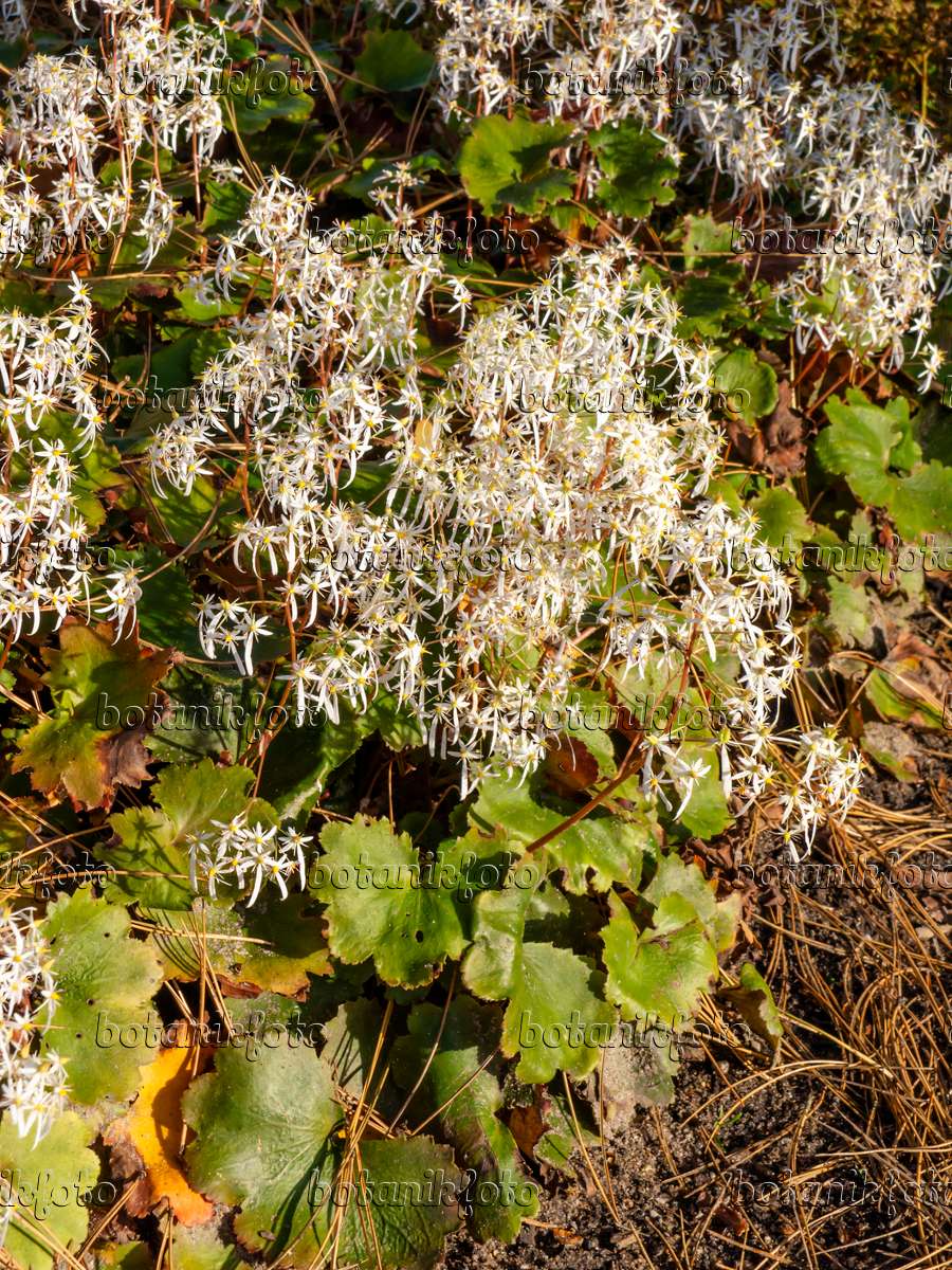 465291 - Oktober-Steinbrech (Saxifraga cortusifolia)
