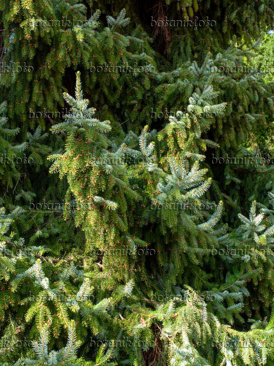 459056 - Omorika-Fichte (Picea omorika)