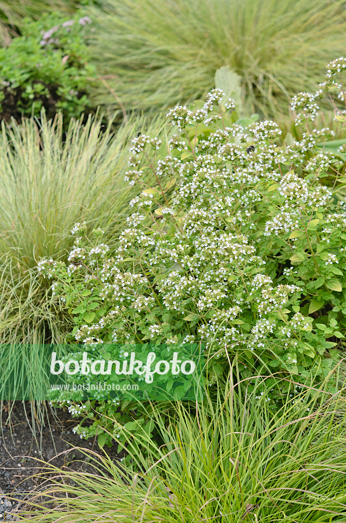 547043 - Oregano (Origanum vulgare 'Thumbles Variety')