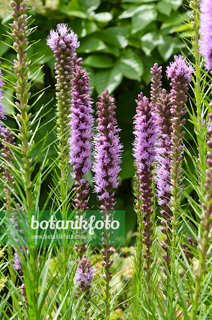 Bild Prachtscharte (Liatris ligulistylis) 498183 Bilder von