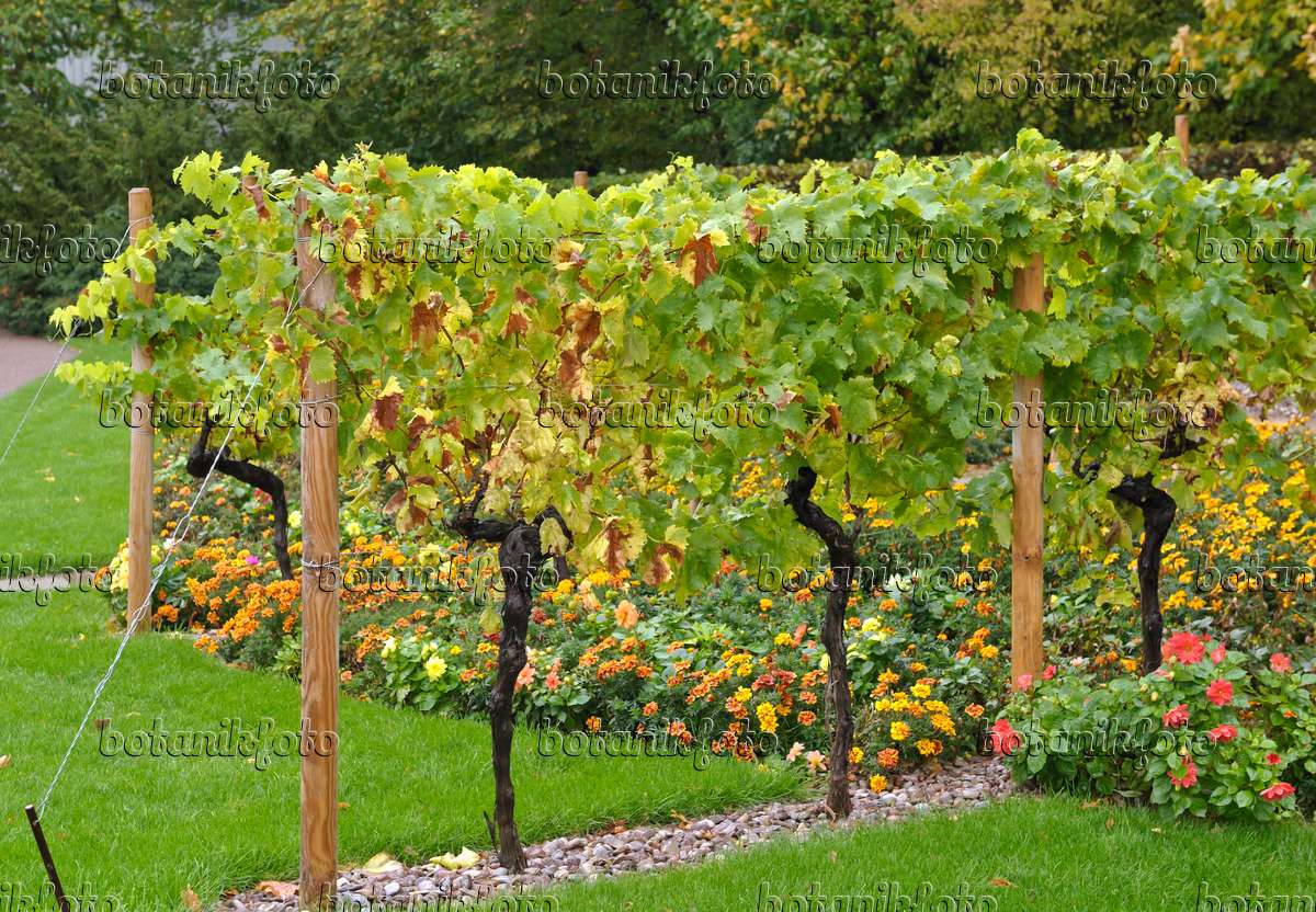 Bild Weinrebe (Vitis vinifera) - 517399 - Bilder und Videos von