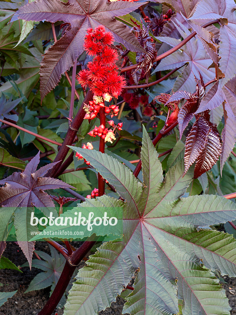 Bild Wunderbaum (Ricinus communis) - 572081 - Bilder von Pflanzen und  Gärten - botanikfoto