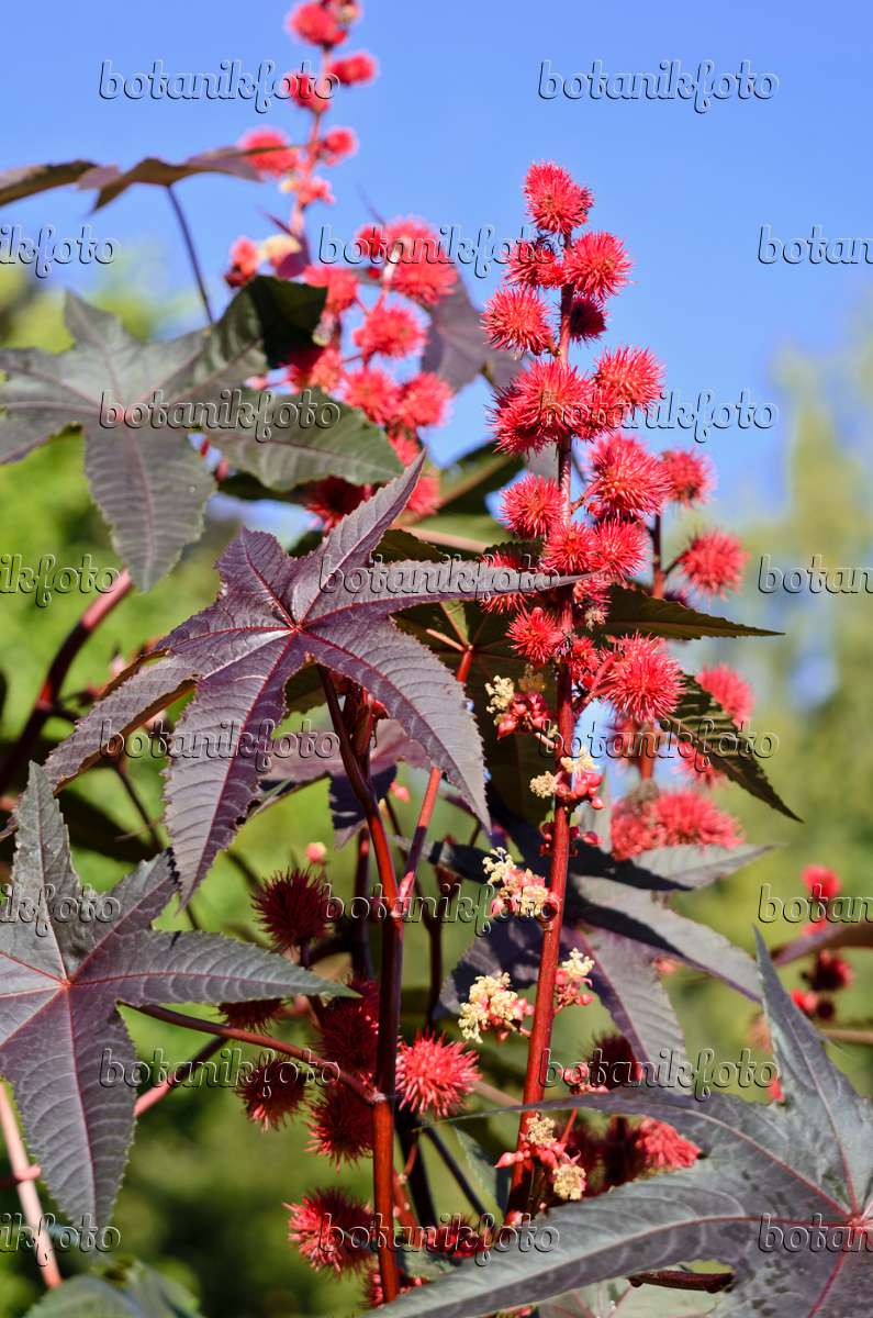 Bild Wunderbaum (Ricinus communis) - 572081 - Bilder von Pflanzen und  Gärten - botanikfoto