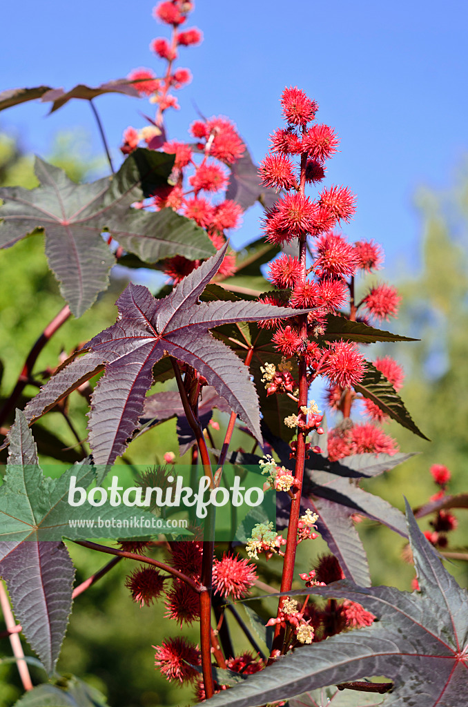 Bild Wunderbaum (Ricinus communis) - 572081 - Bilder von Pflanzen und  Gärten - botanikfoto