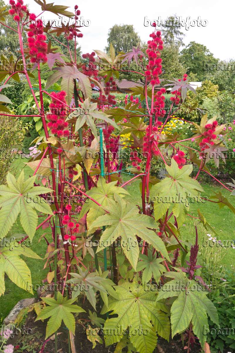Bild Wunderbaum (Ricinus communis) - 573079 - Bilder von Pflanzen und  Gärten - botanikfoto