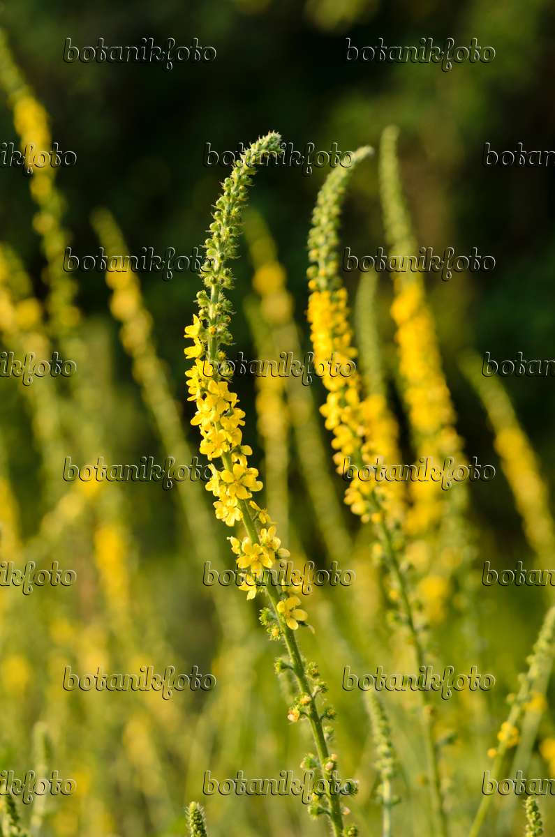 Image Aigremoine eupatoire eupatoria) 522056 - de plantes et de jardins - botanikfoto