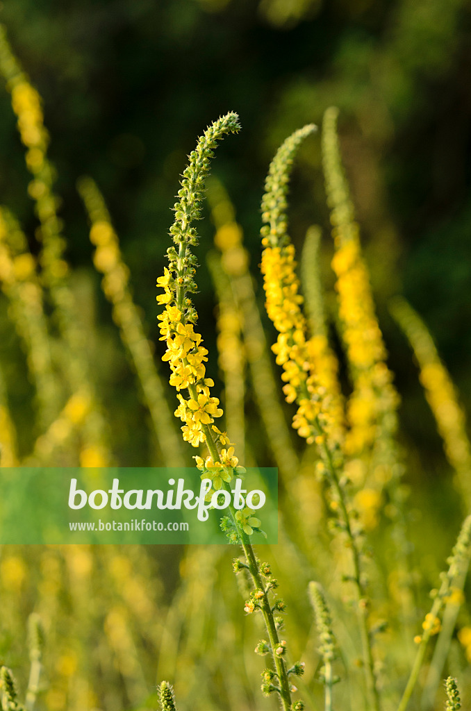 Image Aigremoine eupatoire eupatoria) 522056 - de plantes et de jardins - botanikfoto