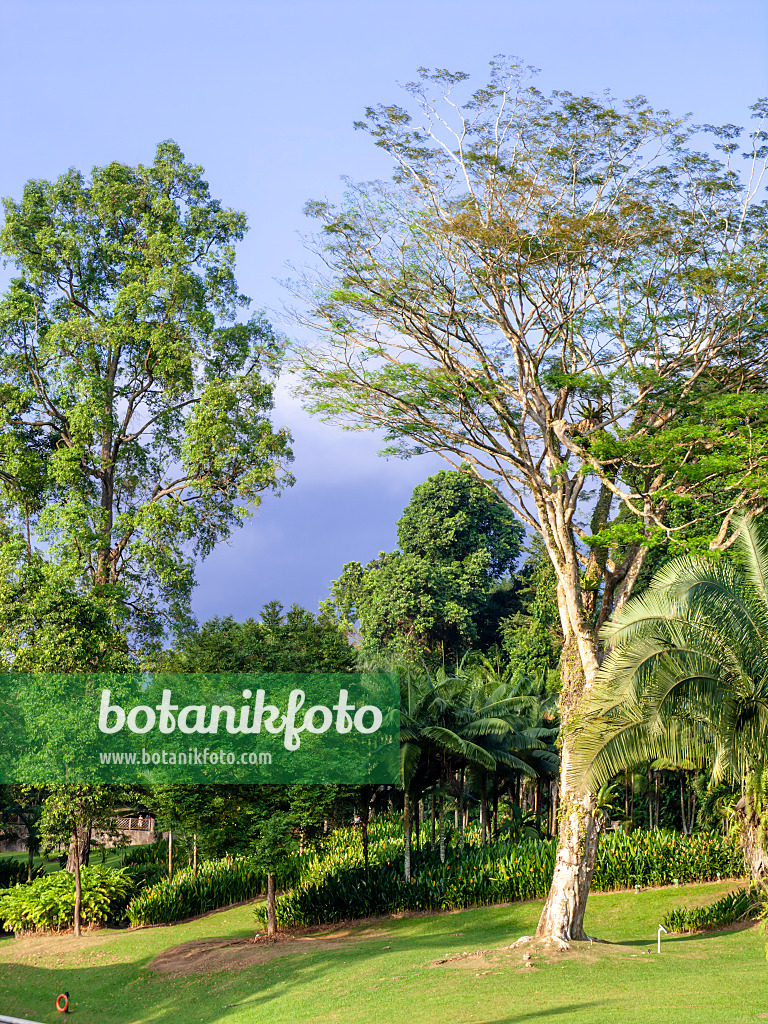 Image Traveller's tree (Ravenala madagascariensis), Singapore - 434104 -  Images of Plants and Gardens - botanikfoto