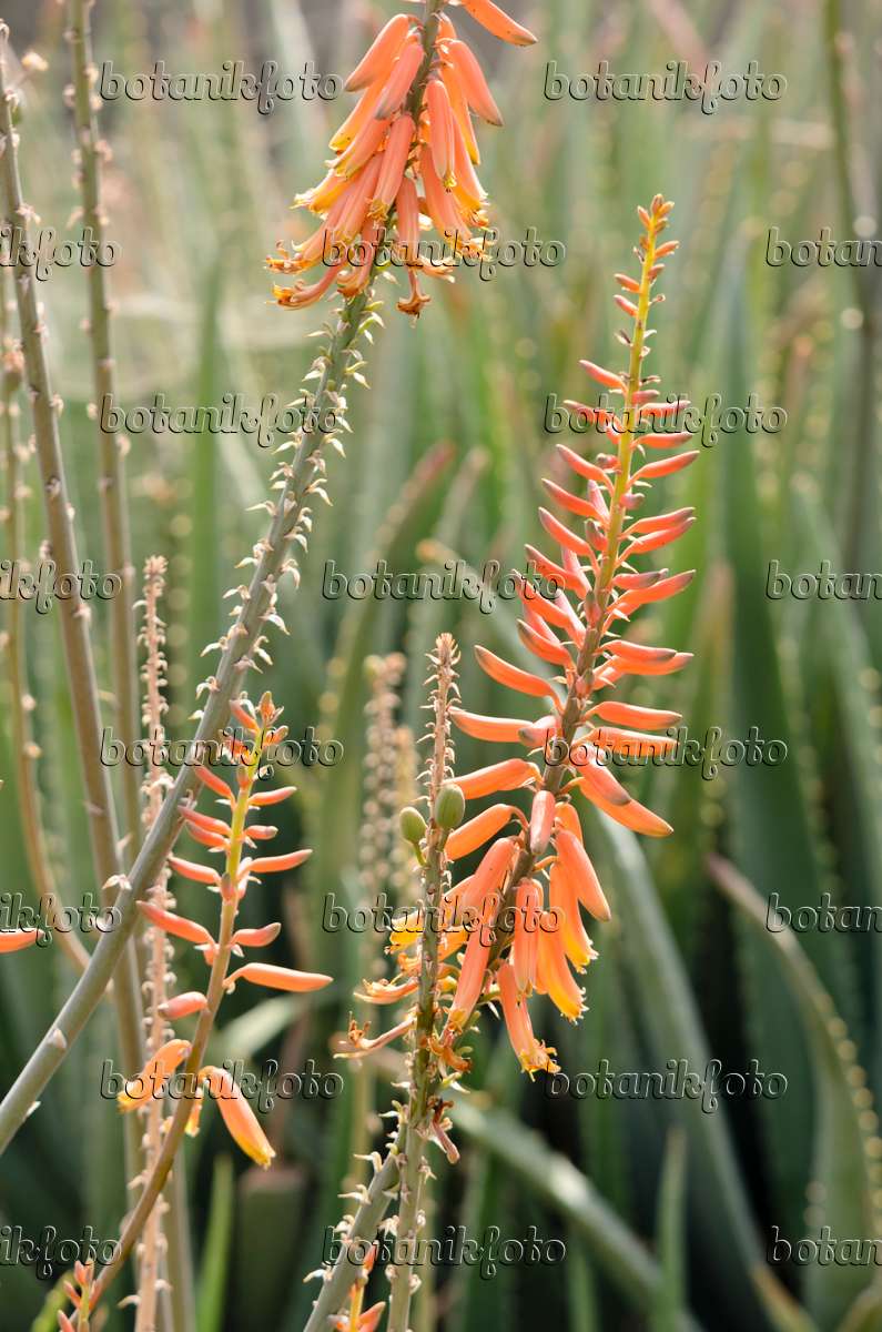 Image Aloe (Aloe vera syn. Aloe barbadensis) - 564150 - Images of
