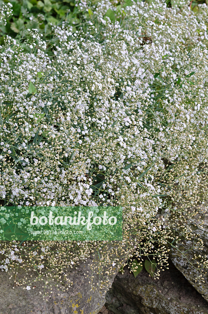 Baby's Breath (Gypsophila) - White