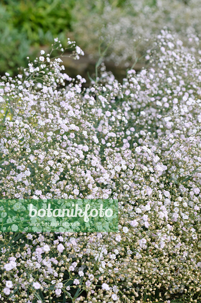 Baby's Breath (Gypsophila) - White