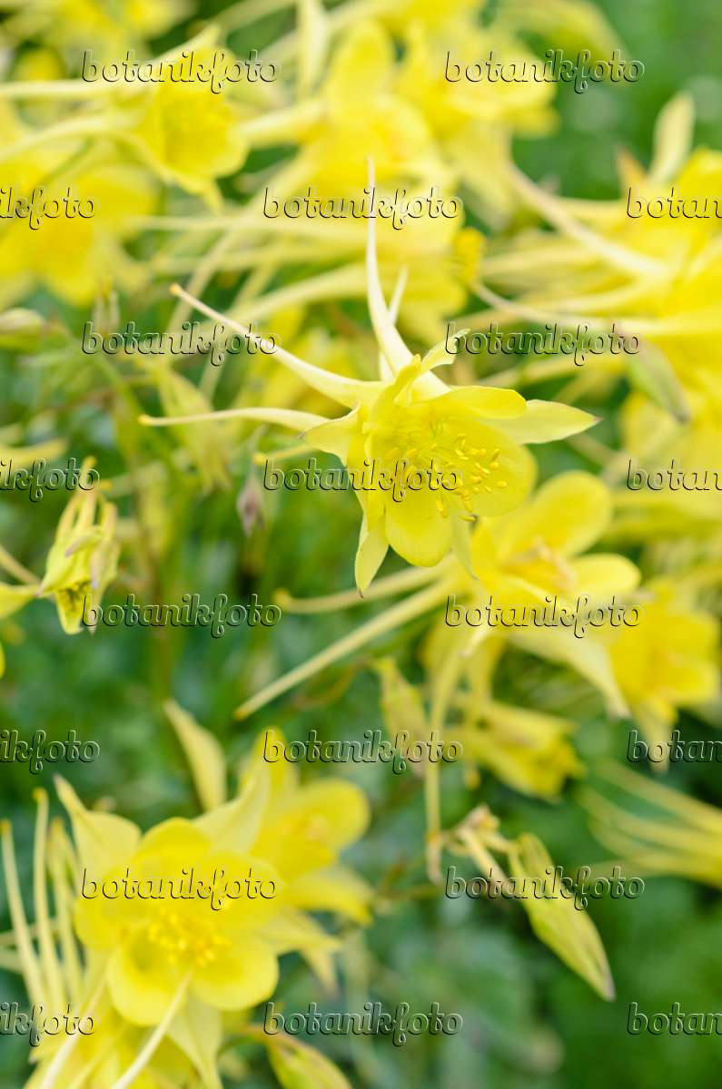 Image Ancolie à fleur dorée (Aquilegia chrysantha 'Yellow Queen') - 497023  - Images de plantes et de jardins - botanikfoto