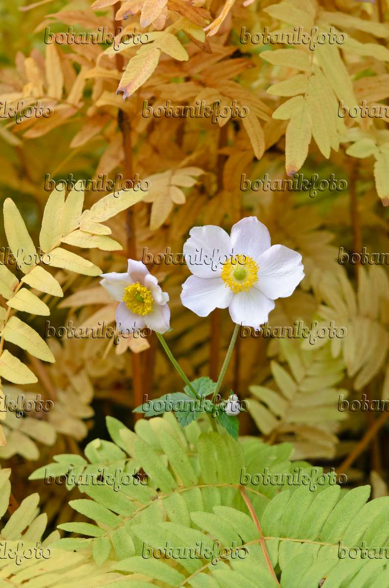 Image Anémone d'automne (Anemone tomentosa) et osmonde royale (Osmunda  regalis) - 525262 - Images de plantes et de jardins - botanikfoto