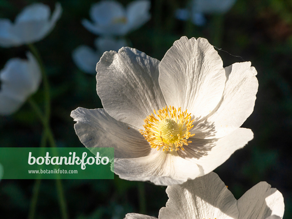 Image Anémone des forêts printanière (Anemone sylvestris) - 448068 - Images  de plantes et de jardins - botanikfoto