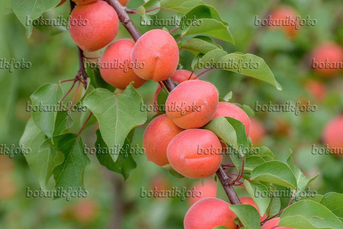 575210 - Apricot (Prunus armeniaca 'Bergarouge')