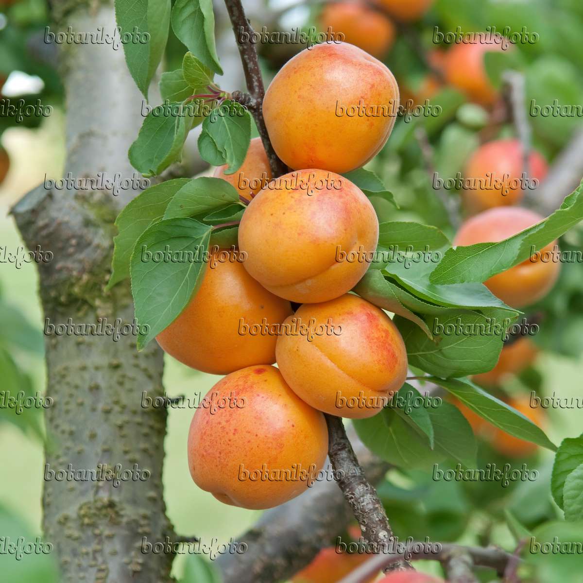502329 - Apricot (Prunus armeniaca 'Harlayne')