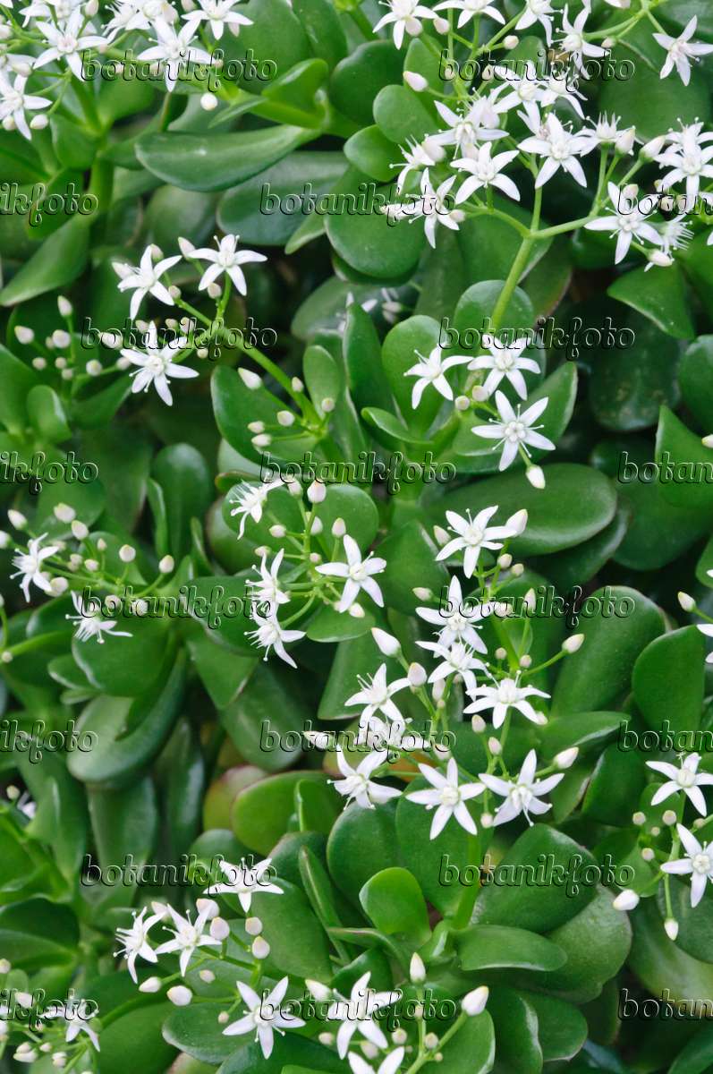 Image Arbre de jade (Crassula ovata) - 467049 - Images de plantes et de  jardins - botanikfoto