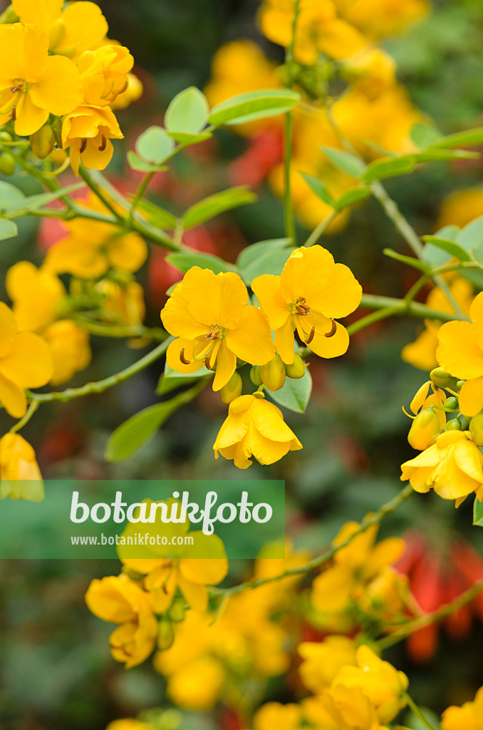 535125 - Argentine senna (Senna corymbosa syn. Cassia corymbosa)