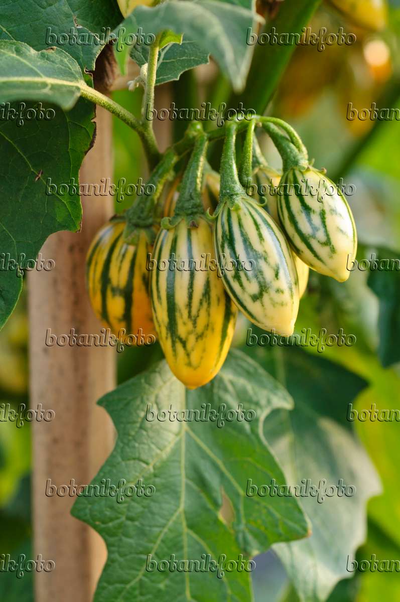 Image Aubergine (Solanum melongena 'Striped Toga') - 476062 - Images of ...