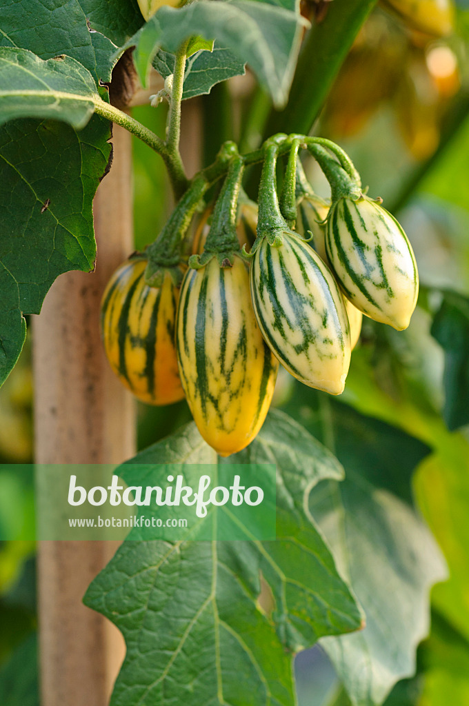 Image Aubergine (Solanum melongena 'Striped Toga') - 476062 - Images of ...