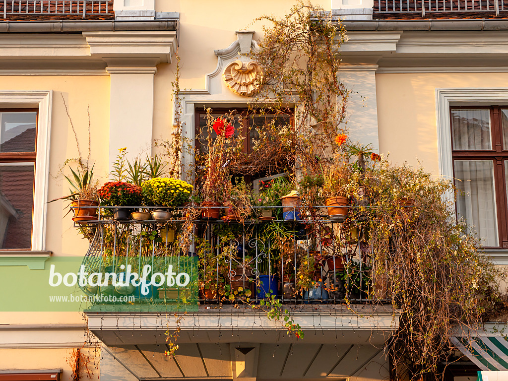 Image Autumnal balcony, Potsdam, Germany 442100 Images of Plants