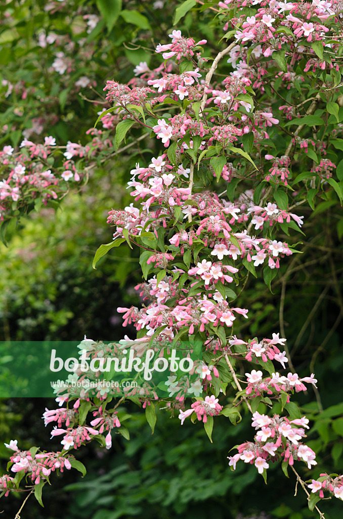 533415 - Beauty bush (Kolkwitzia amabilis 'Pink Cloud')