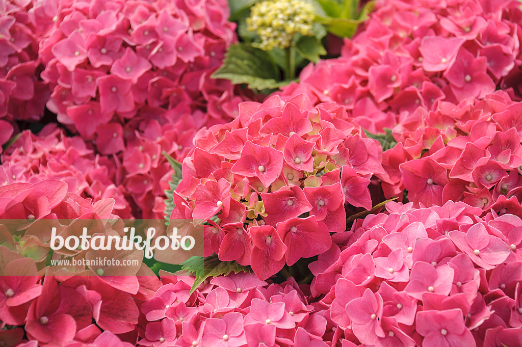 Hydrangea macrophylla 'Leuchtfeuer