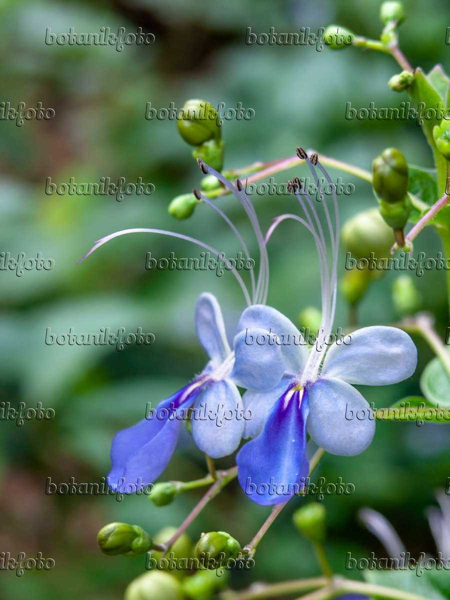 434393 - Blue glory bower (Clerodendrum myricoides 'Ugandense' syn. Clerodendron myricoides 'Ugandense')