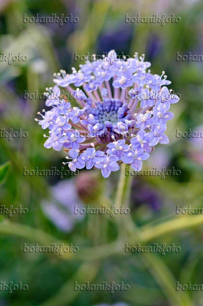 Blue Lace Flower Plants