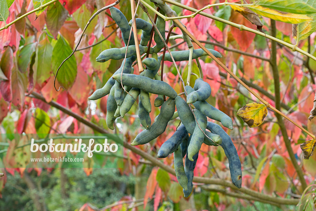 561081 - Blue sausage fruit (Decaisnea fargesii)