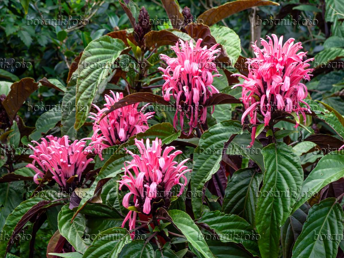 454185 - Brazilian plume flower (Justicia carnea syn. Jacobinia carnea)