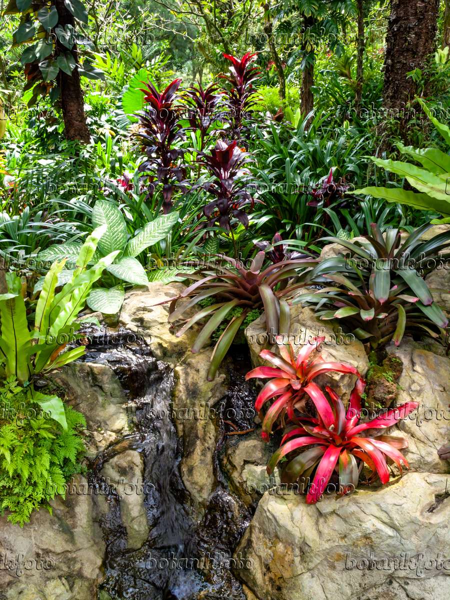 Image Bromeliad garden, National Orchid Garden, Singapore ...