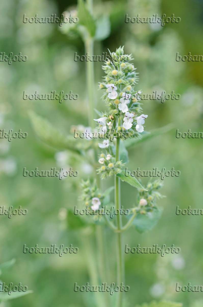 Cataire (Nepeta cataria)