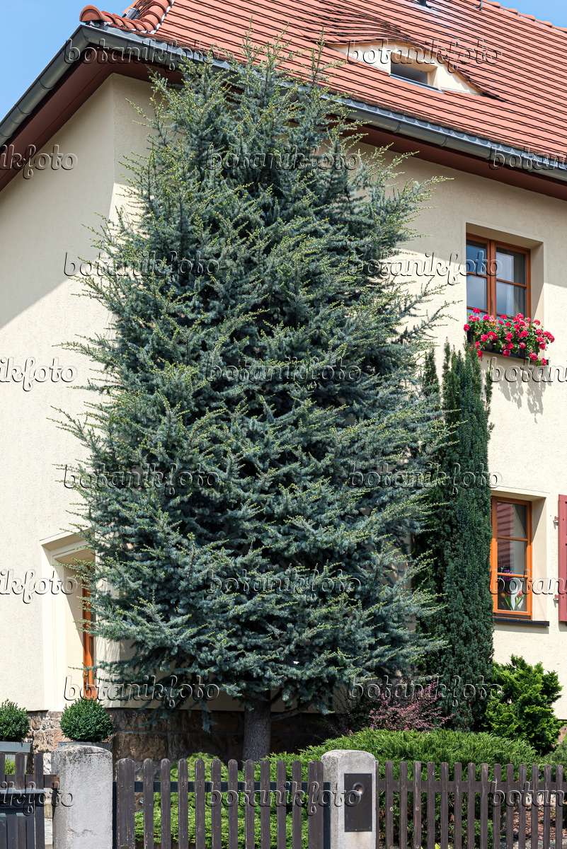 651155 - Cedar of Lebanon (Cedrus libani 'Glauca Fastigiata')