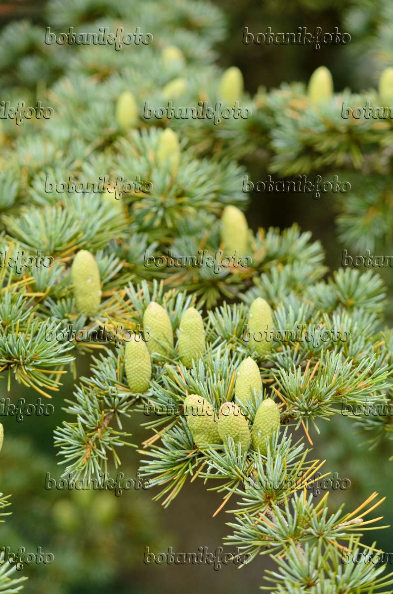 572051 - Cedar of Lebanon (Cedrus libani subsp. stenocoma)