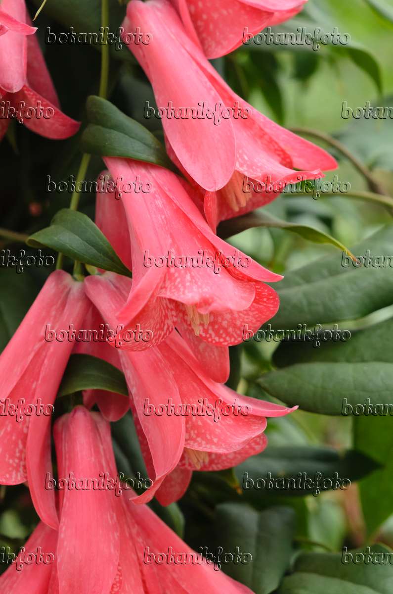 Image Chilean Bellflower Lapageria