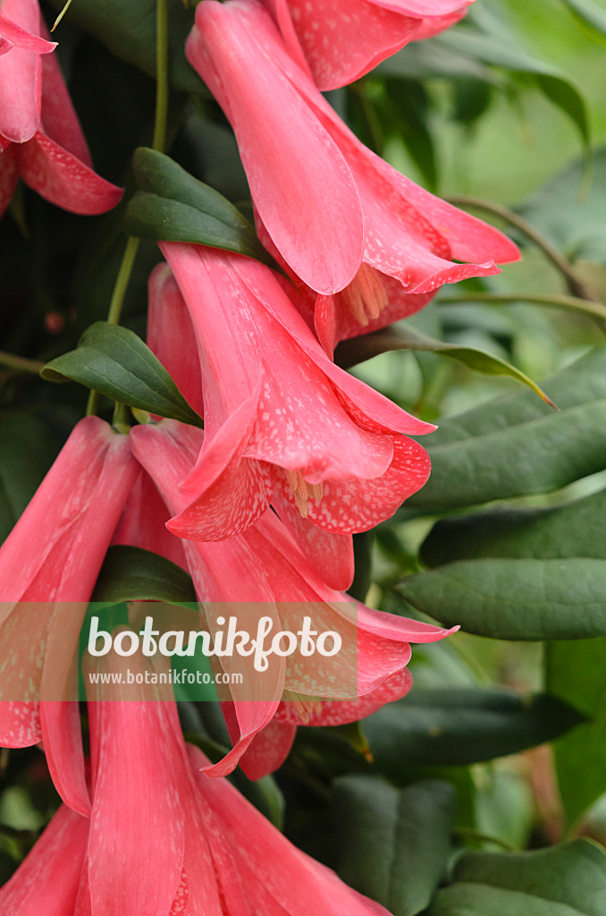 Image Chilean Bellflower Lapageria