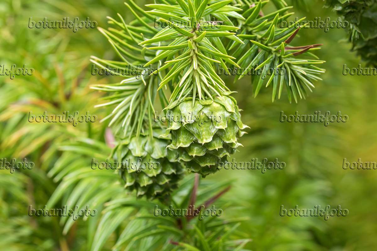 638077 - China fir (Cunninghamia lanceolata)