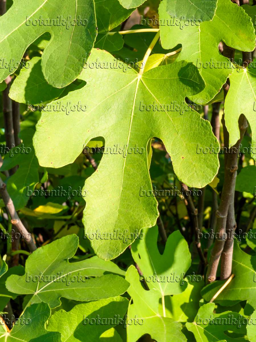 Image Common fig (Ficus carica) - 430093 - Images of Plants and Gardens -  botanikfoto