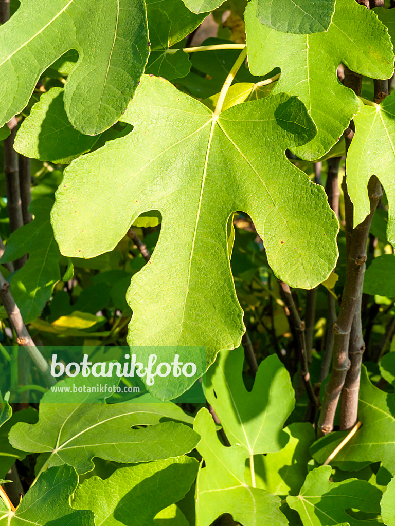 Image Common fig (Ficus carica) - 430093 - Images of Plants and Gardens -  botanikfoto